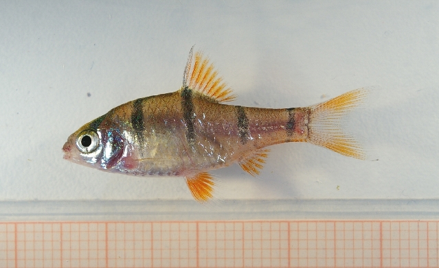 Specimen from the aquarium trade.