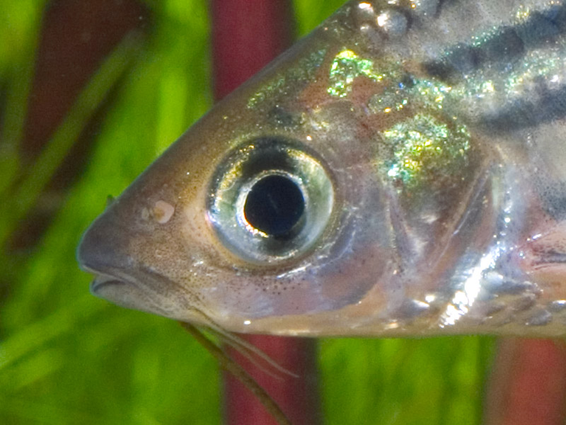 Head detail. This species has two pairs of barbels.