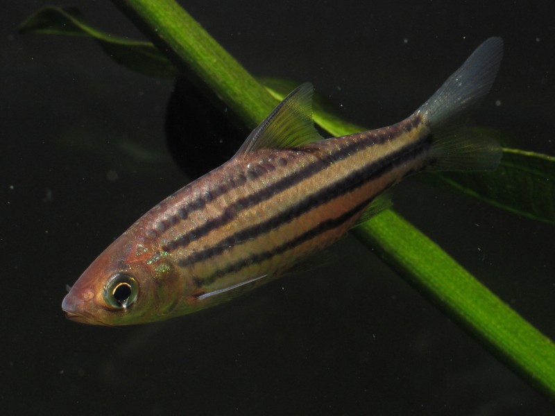 This species has 3 or 4 dark lateral stripes on the body.