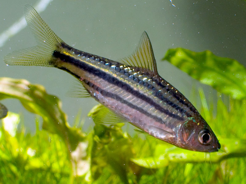Older individual, also purchased in Singapore.