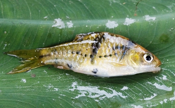 Freshly-collected specimen from Sarawak state, Malaysia, Borneo.