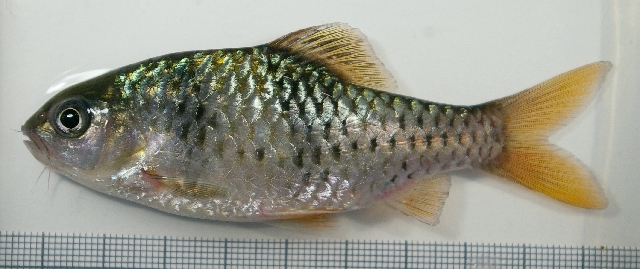 Wild caught specimen from the aquarium trade that displayed distinct DNA compared with the 'normal' ornamental form.
