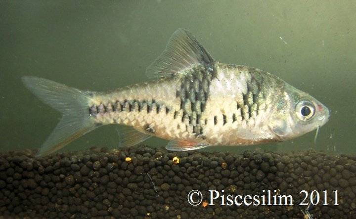Individual from Perlis state, Peninsular Malaysia.