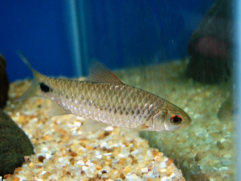 The same specimen as in the previous image after a cool water change - note the differences in colour pattern.