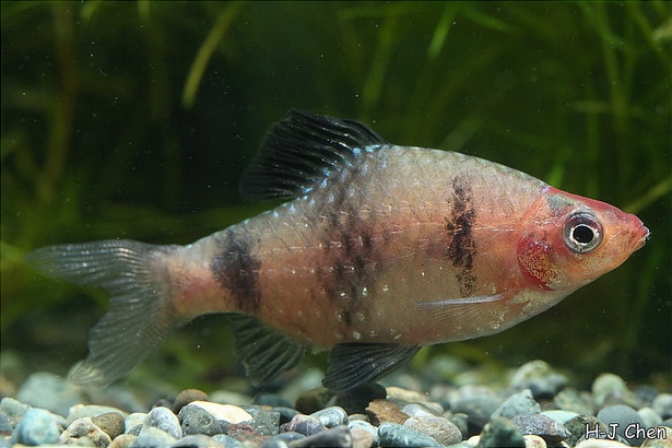 Non-nuptial adult male.