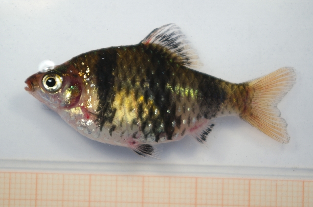 Female from the aquarium trade.