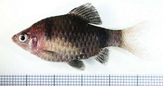 Adult male from the aquarium trade.