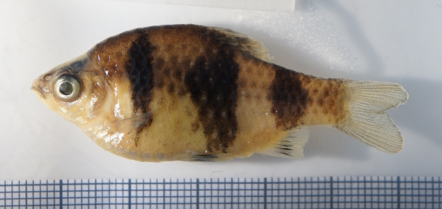 Preserved specimen.