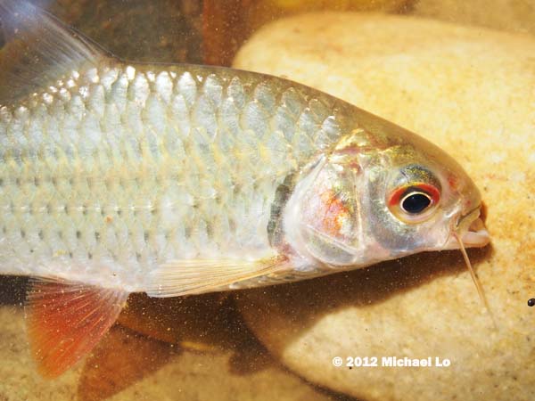 Detail of head and anterior portion of body.