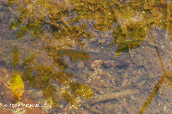 Subadult in the habitat pictured in the previous image.