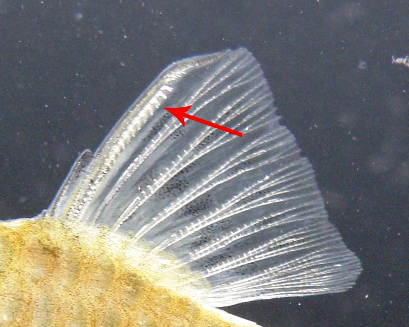 A diagnostic character for this species is possession of a serrated dorsal-fin spine.