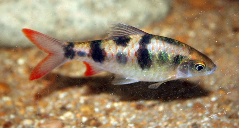 Young, wild caught male individual.