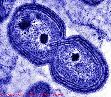 Nitrosomonas bacteria play an important part in the aquarium cycling process
