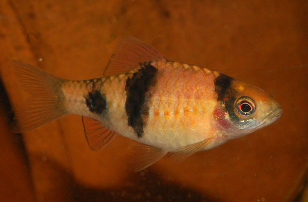 The fish formerly known as Puntius fasciatus is now Dravidia fasciata