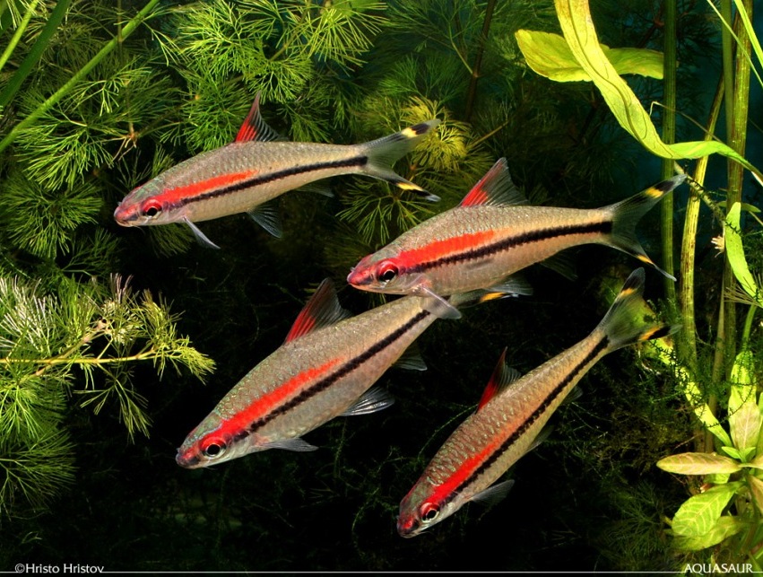 The genus Puntius has undergone some major changes