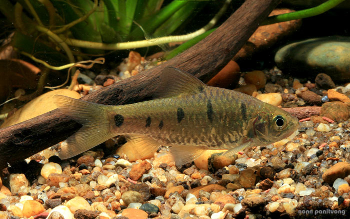 Adult specimen from eastern Thailand.
