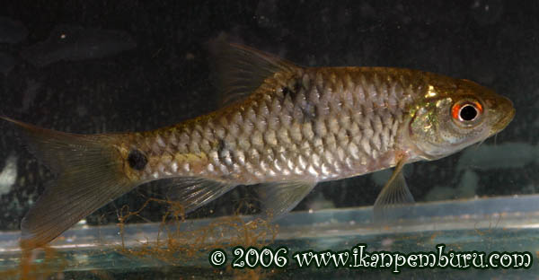 Specimen from Palawan, The Philippines. This form was originally described as Barbus palavanensis by Boulenger (1895).