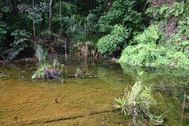 Swamp habitat in Pahang state, Peninsular Malaysia.