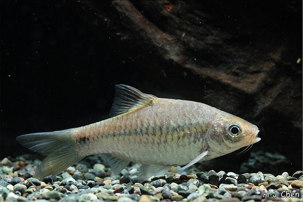 Specimen from the aquarium trade.