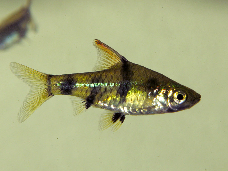 Another male individual. Note the serrated, curved dorsal-fin spine.