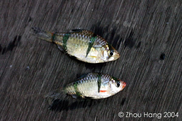 Wild P. pulcher with black pelvic fins