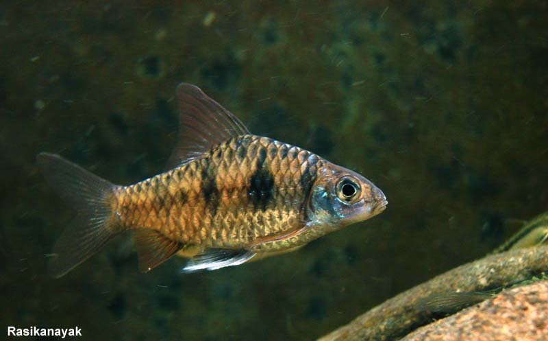 Individual collected at Gangamoola (aka Varaha Parvatha) mountain, Karnataka state.