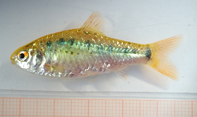 Adult female from the aquarium trade.