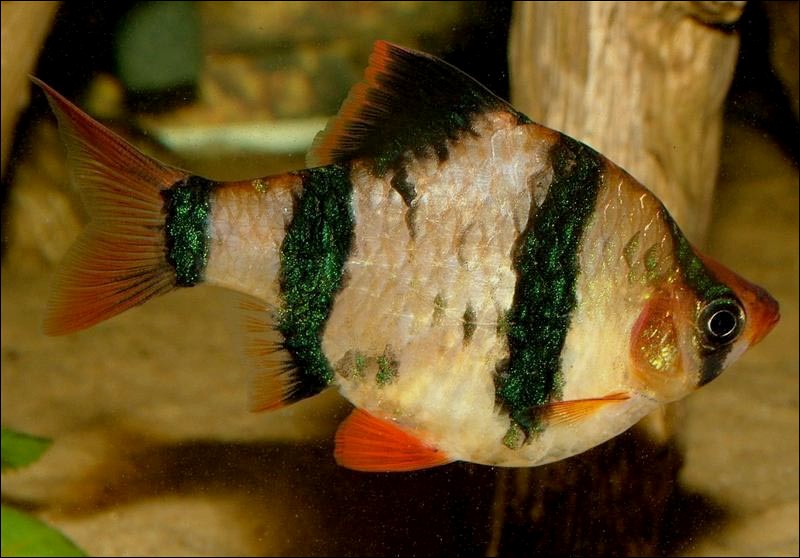 Which tiger is this? The aquarium tiger barb appears of questionable identity