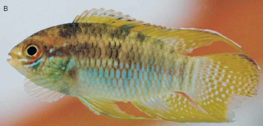 Laetacara flamannellus