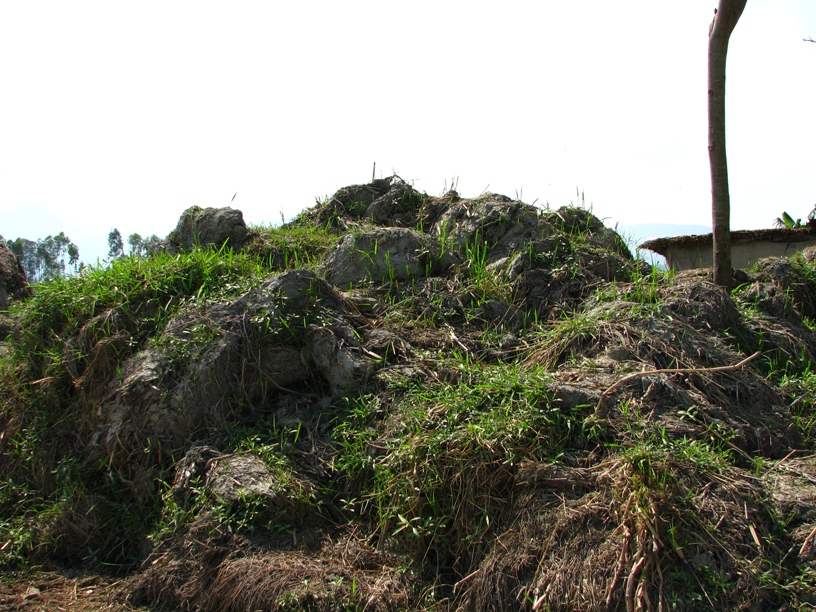 One way to manage the proliferation of phumdis in Loktak Lake is physical removal (see 'Habitat').