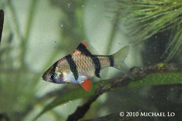 One of the distinguishing characters of this species is solid red pelvic fins, as seen in this individual from Sarawak.