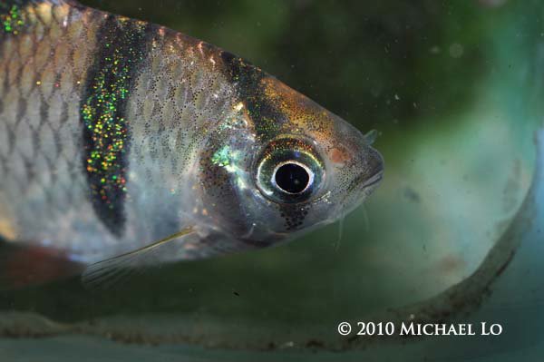 Detail of head and anterior portion of body, with maxillary barbels visible.