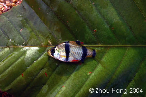Specimen from Sarawak.