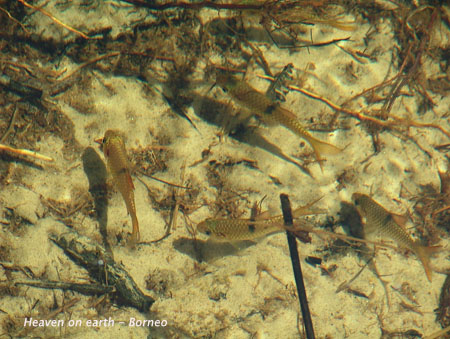 P. banksi in its natiral habitat, Sri Aman division, Sarawak state, Malaysia (Borneo).