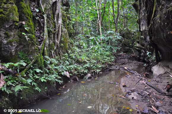 Habitat near Bau, Kuching division, Sarawak.