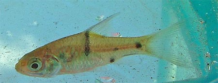 Juvenile specimen from Pugu, Sarawak.