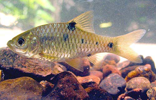Individual from an unspecified locality in Thailand.