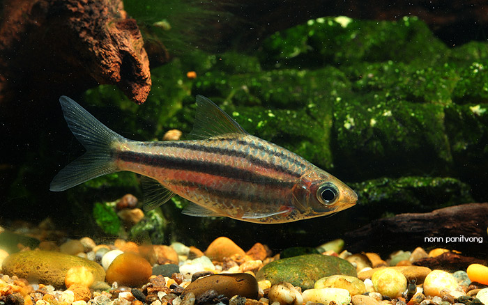 Wild-collected adult from southern Thailand.