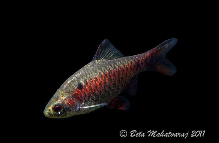 Adult male in the aquarium.