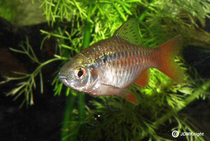 Male in the aquarium - this species may be endemic to Loktak Lake, Manipur state, northeeastern India.