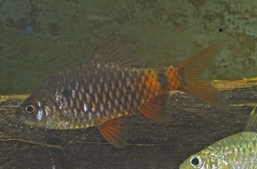 Adult male specimen.