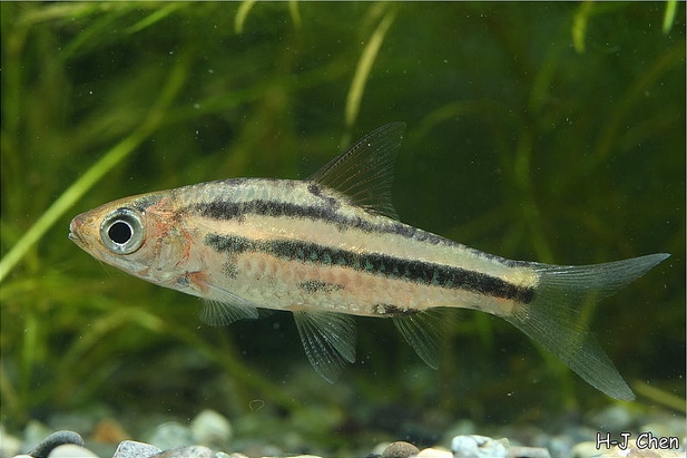 Subadult individual.