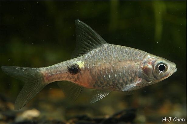 Specimen from the aquarium trade.