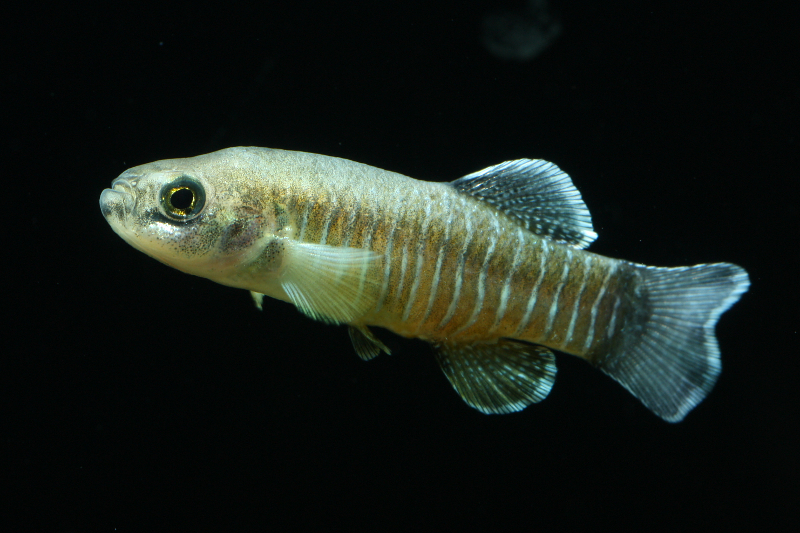 Adult male from the aquarium hobby.