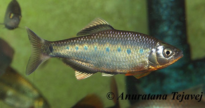 Sexually-mature adult male individual.