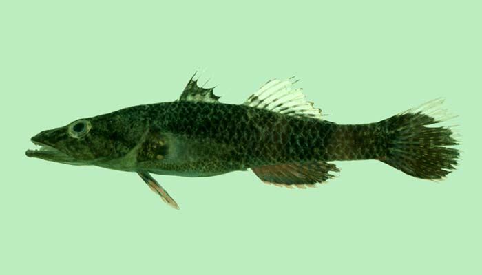 Preserved specimen from Fiji.