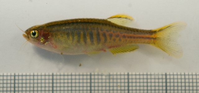 Adult male from the aquarium trade.