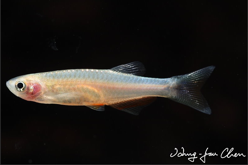 Another individual from the aquarium trade.