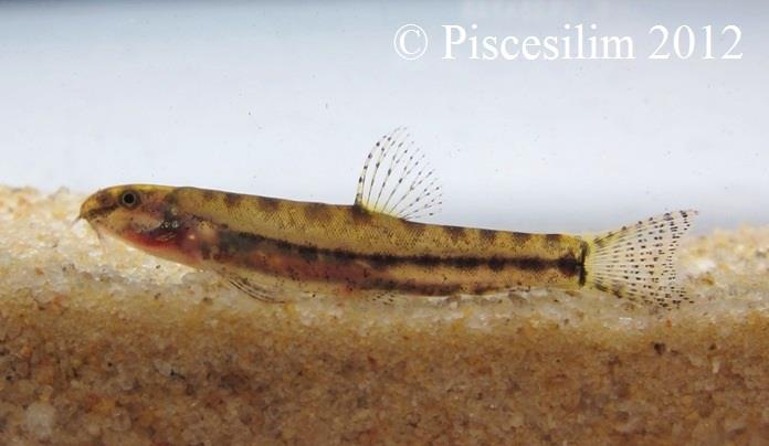 Specimen from Peninsular Malaysia.