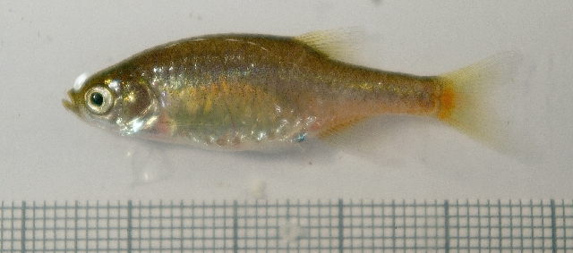 Female from the aquarium trade.